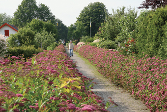 Kissen-Spieren-Sorten