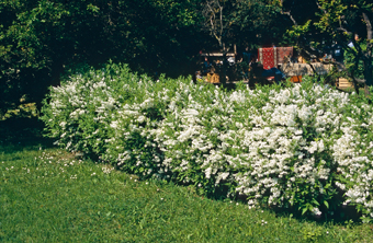 Maiblumenstrauch
