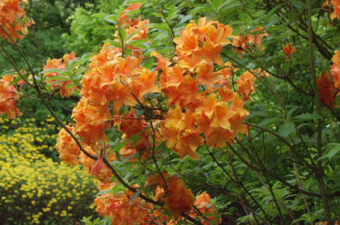 Rhododendron