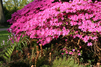 Rhododendron-Blütenpracht