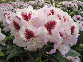 Rhododendron ‘Marsalla’