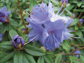 Rhododendron ‘Saphirblau’