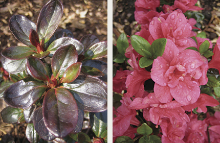 Rhododendron ‘Maraschino’