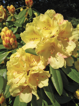 Rhododendron ‘Bohlken’s Juditha’