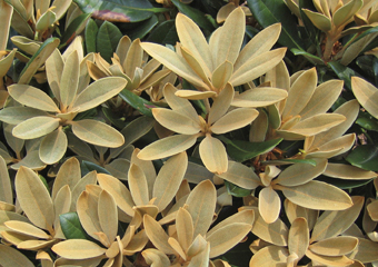 R. pachysanthum ‘Silbervelours’
