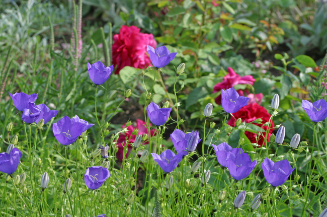 Glockenblumen