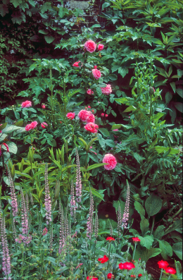 Ehrenpreis (Veroni­ca) ‘Pink Damask’ und Rosensorte (Rosa) ‘Magenta