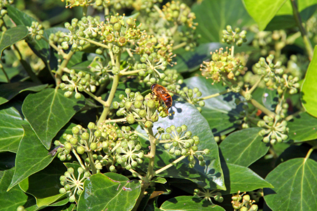 Gewöhnlicher Efeu