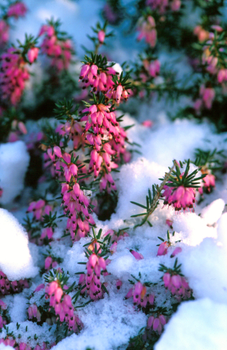 Schneeheide