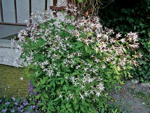 Blüten von Gillenia tri­fo­liata