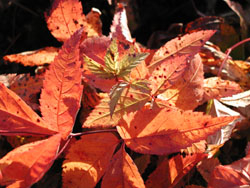 Gillenia tri­fo­liata
