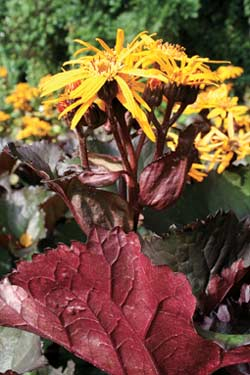 Ligularia dentata