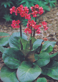 Bergenia cordifolia ‘Winterglut’