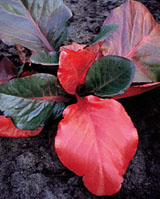 Bergenia cordifolia ‘Winterglut’