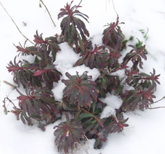 Wolfsmilch ‘Purpurea’