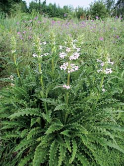 Steppendistel