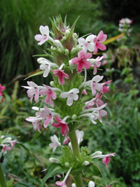 Blüte der Steppendistel