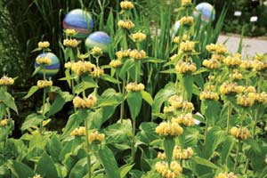 Phlomis russeliana