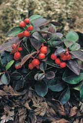 Gaultheria procumbens