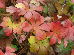 Geranium x cantabrigiense ‘Biokovo’