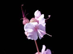 Blüte von Geranium x cantabrigiense