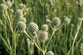 Samenstände von Eryngium yuccifolium