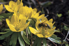 Blüten des Winterlings