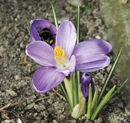 Krokus