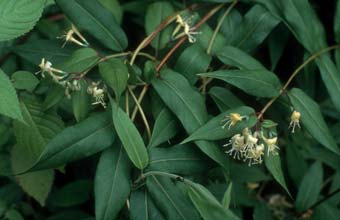 Lonicera henryi