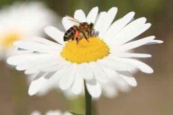 Margeriten