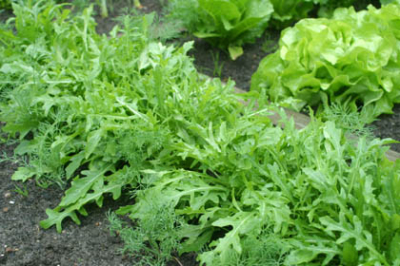 Unkrautfreier Rucola