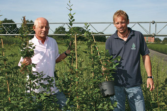 Die schnelle Hecke aus dem Topf