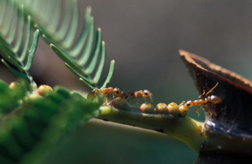 Akazien machen Ameisen abhängig