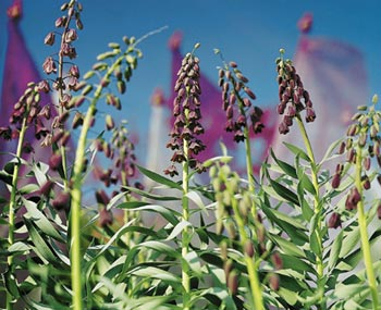 Fritillaria persica
