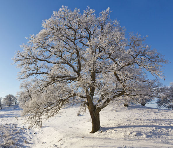 Warme Winter lassen Bäume länger schlafen
