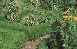 Einfassungsbuchsbaum (Buxus sempervirens ,Suffruticosa')