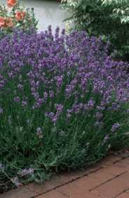 Halbstrauch Lavandula angustifolia