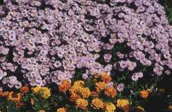 Kissenaster und Tagetes
