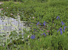 Wasserschwertlilien