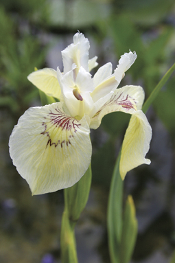 Iris pseudacorus 'Alba'