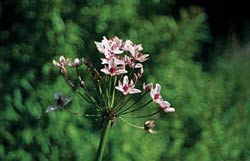 Blumenbinse