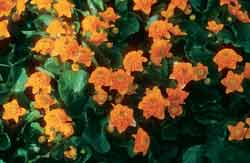Sumpf-Dotterblume