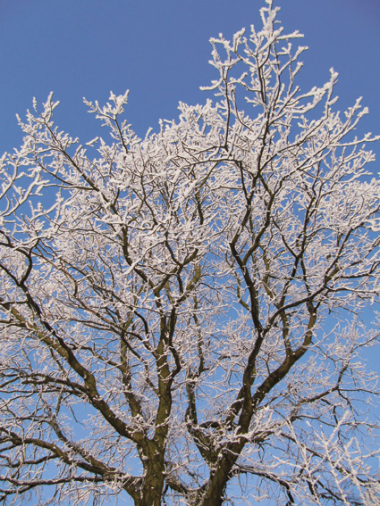 Natürlicher Frostschutz