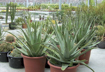 Aloe Vera