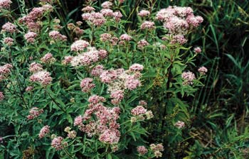 Wasserdost (Eupatorium cannabium)