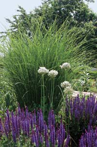 Chinaschilf (Miscanthus sinensis)