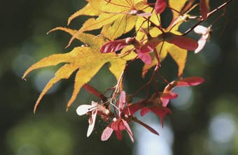 Von Hülsen und Kapseln, Beeren und Nüssen