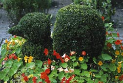 Buchsbaum-Schnittformen