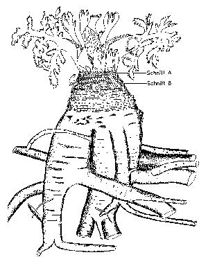 Wurzelstock des Riesen-Bärenklaus