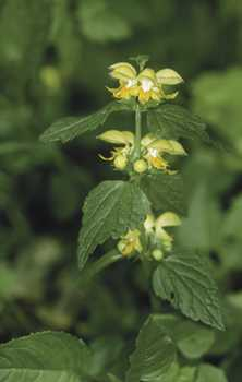 Goldnessel